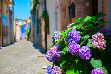 Street in Rimini with blooming flowers hydrangea near house, ancient city center. Vacation in beautiful Emilia Romagna, Italy, Europe.