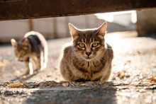 Striped Gray Stray Cat Looks Into The Camera On The Street. Cats Under Sunlight. Abandoned Pets. Animal Protection