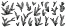 Set Of Fir Branches Natural Silhouette Symbols.