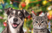 Cat And Dog Together On The Christmas Background