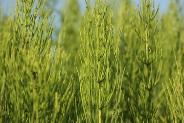 Wall Mural - Wild plants - green background of horsetail or Tolkachik or Equisetum arvense . Common Horsetail in spring