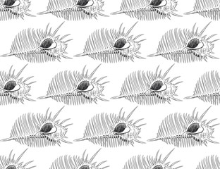 Naklejka na meble seamless pattern sea shells Venus comb Murex pecten, sea snail, marine gastropod mollusk in the family Muricidae Sketch black contour on white background. Vector