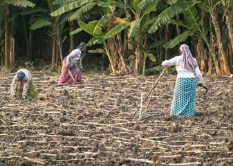 indian womens working in agriculture field,in the morning