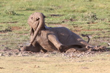 Baby Elephant Having A Mud Bath