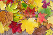 canvas print picture - Buntes Laub im Herbst