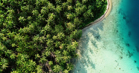 palm forest with lagoon in aerial view