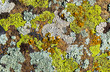 Color lichen on stone top view