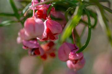 Wall Mural - Euonymus nanus ornamental poisonous plant, shrubs branches full of pink orange ripened fruits