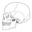 頭蓋骨（側頭部）- 細線ver.