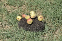 Hedgehog On A Green Grass. Hedgehog Needles Pinned On Apples, Peaches And Plums. Hedgehog Curled Up Into A Ball.