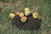 Hedgehog On A Green Grass. Hedgehog Needles Pinned On Apples, Peaches And Plums. Hedgehog Curled Up Into A Ball.