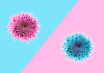 flower Chrysanthemum closeup isolated on pop art background. Trendy minimal style and colors with copy space