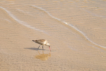 Wall Mural - Whimbrel (Numenius phaeopus)  Foraging at low tide, Musselburgh coastline, Scotland United Kingdom