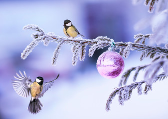 Wall Mural - New Year card with two beautiful tit birds flying on a Christmas tree with a brilliant ball in a winter park