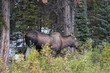 Moose,  wildlife, nature, animal, mammal, Forest