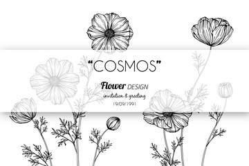 Wall Mural - cosmos flower frame drawing illustration for invitation and greeting card design.