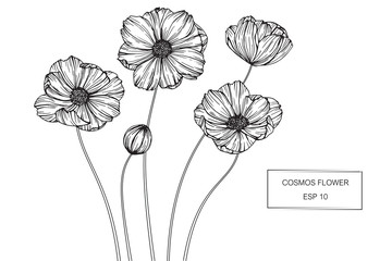 Wall Mural - cosmos flower drawing illustration.
