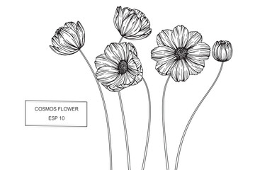 Wall Mural - cosmos flower drawing illustration.