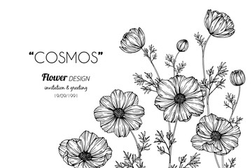 Wall Mural - cosmos flower drawing illustration.