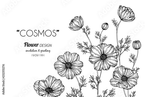 Cosmos Flower Drawing Illustration Buy This Stock Vector And Explore Similar Vectors At Adobe Stock Adobe Stock