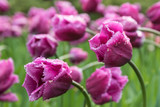 Fototapeta Tulipany - Tulipany na polu