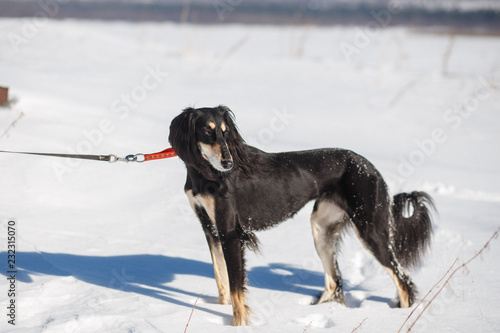 Saluki Persian Greyhound Walking In Winter Park Buy This Stock