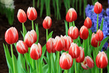 Fototapeta Tulipany - tulip flowers in a garden
