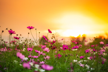 Cosmos flower garden