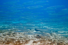 Shoal Of Little Silver Fishes