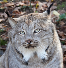 portrait of a lynx