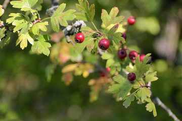 Big red autumn wild berries on a branch with green leaves on front and blurred background