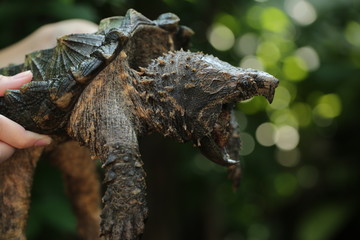 Wall Mural - Hand holding Alligator snapping turtle