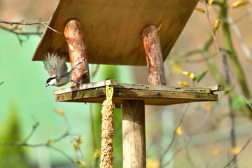 Wall Mural - tomtit to fly on the rack feeder with millet and seed