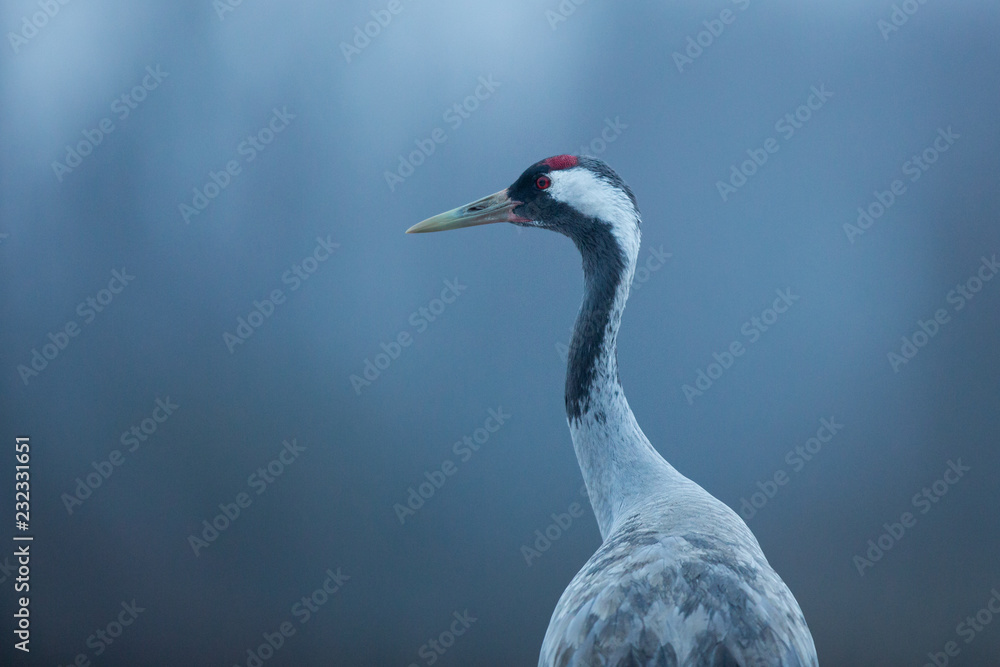 Photo & Art Print Birds -Common crane (Grus grus) | EuroPosters