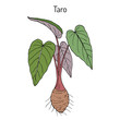 Taro colocasia esculenta, medicinal plant