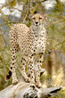 Cheetah stands on fallen tree outlook in order to search for prey.