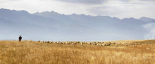 Pastoral: Lonely Shepherd With His Flock Of Sheep Grazing The Meadows At The 