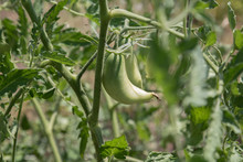 A Bush Of Green Tomatoes With Insect On It