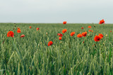 Fototapeta Kwiaty - Red poppies growing in a field in France