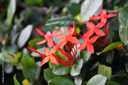 Ixora Flower Nature Garden Pink Red Plant Flowers