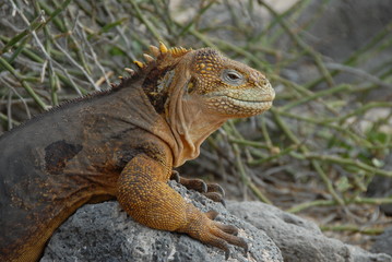 Galapagos Iguana