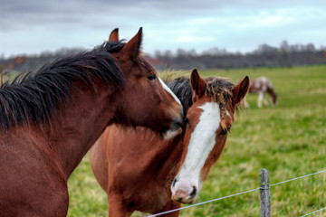 Wall Mural - Close up of 2 horses playing with each other by butting heads and biting on a dim autumn day on a farm with vibrant green grass.