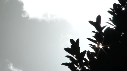 Wall Mural - Sun shines through leaves from tree blowing in the wind before storm moves in.