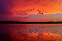 Stunning Sunset Sky Reflected On Relaxing Lake With Canadian Geese Flying Overhead