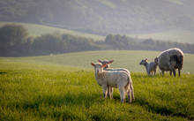 Spring Lambs With Early Morning Dew