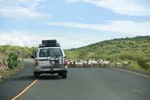Off Road Vehicle Drives Around A Herd Of Goats In The Remote Border Region Between Kenya And Ethiopia.