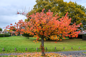 Wall Mural - Bird Cherry (Prunus padus) tree in autumn in East Grinstead