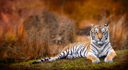 Bengal tiger stare with orange background