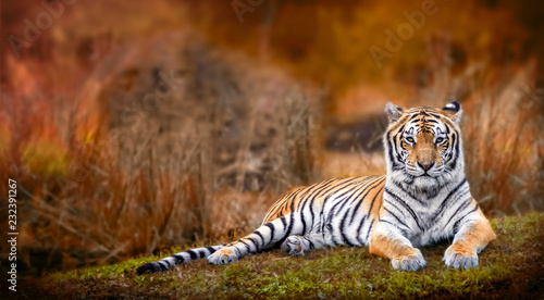 Fotografía Bengal tiger stare with orange background