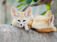 Fennec Fox, Desert Fox, Or Vulpes Zerda, Alert Beautiful Small Animal. 